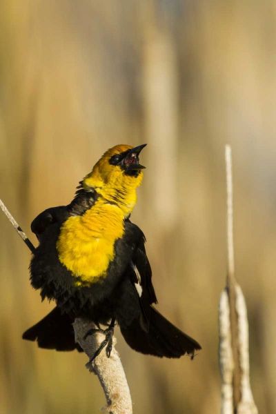 CA, Tule Lake NWR Yellow-headed blackbird